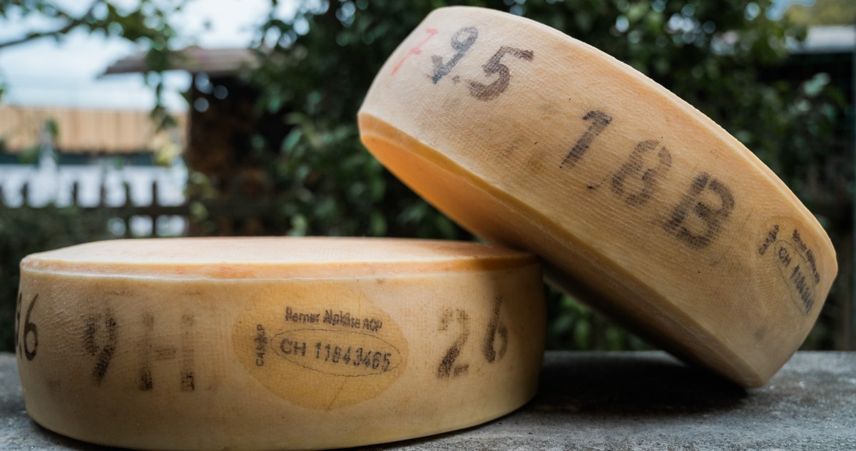 Zwei Formen Schweizer Alpkäse