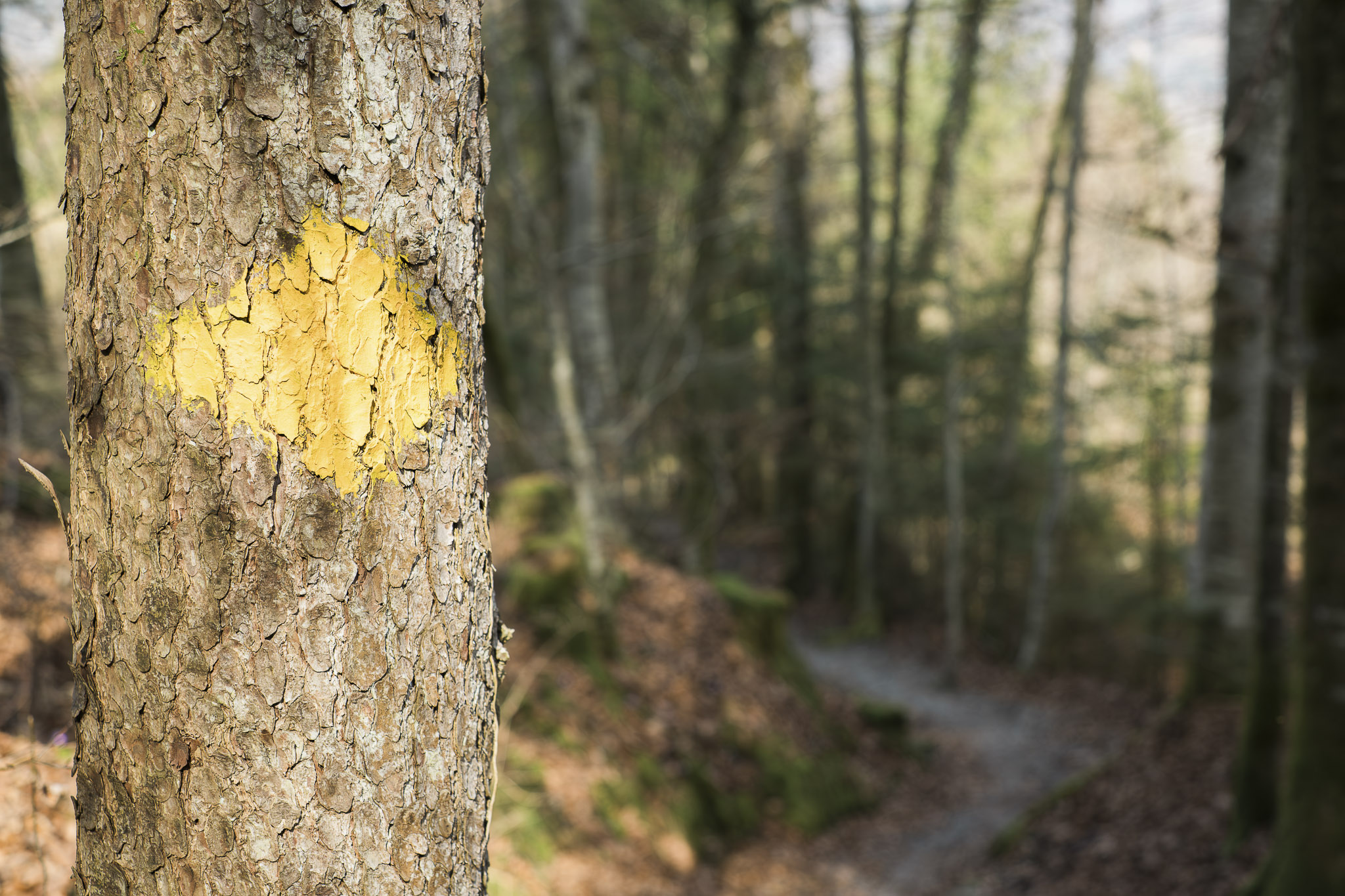 Yellow hiking trail marker on tree trunk along forest path near Bönigen-Iseltwald in the Bernese Oberland