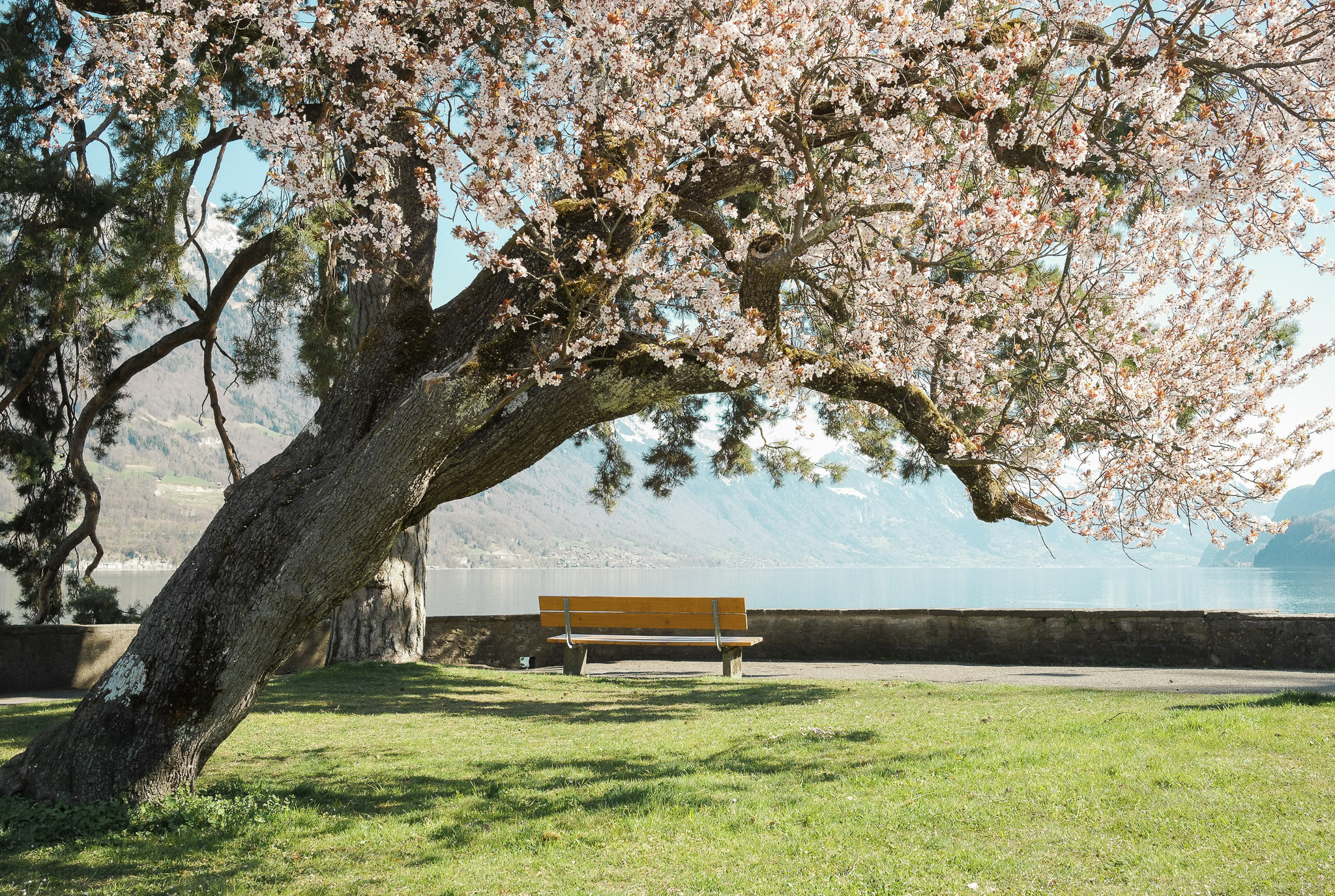 Blooming tree with bench by Lake Brienz and Alpine scenery near Bönigen-Iseltwald in spring