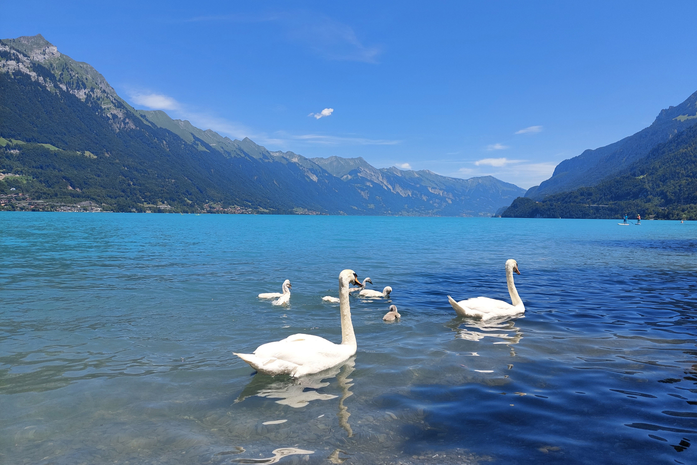 Schwäne Brienzersee Schwäne Brienzersee